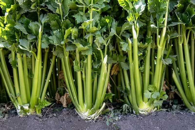 تصویر 4 از کرفس خورشت مجلسی انتخابی مناسب برای آشپزی حرفه ای